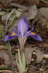 Dwarfe iris